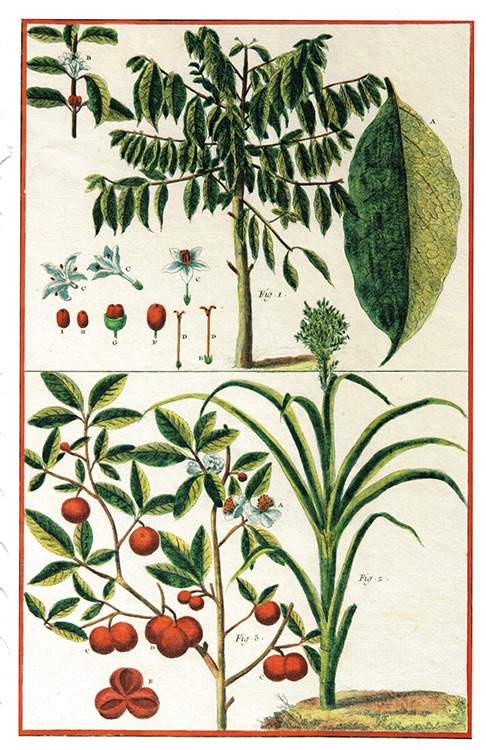 Gravure colorisée représentant le café, le thé et la canne à sucre. Encyclopédie de Diderot et d'Alembert, XVIIIe siècle. D.R.